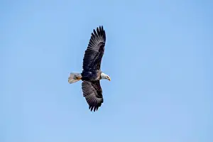 Soaring Prints: Bald eagle with full wingspan flies overhead isolated against a bright blue sky on a January day in Iowa