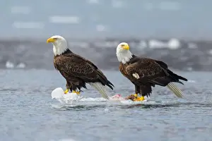 Accipitridae Prints: Two Bald Eagles floating on ice in Alaska