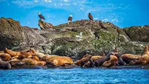 Sea Lions Prints: Bald Eagles (Haliaeetus leucocephalus) stand watch over Steller sea lions (Eumetopias jubatus)