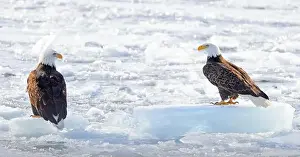 Two Bald eagles sitting on small icebergs on frozen Ontario Lake, Canada