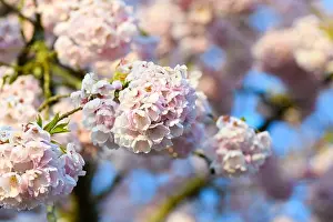 Cherry Blossom Prints: A ball of cherry blossom flowers on a tree against an out of focus background of petals and a blue sky