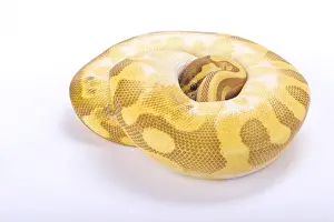 Constrictor Prints: Ball python, Python regius
