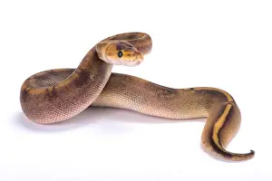 Constrictor Prints: Ball python, Python regius