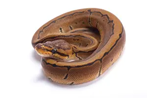 Constrictor Prints: Ball python, Python regius, pinstripe