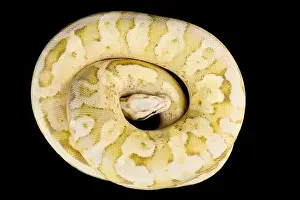 Constrictor Prints: The Ball python (Python regius) is one of the most popular pet snake species in the world