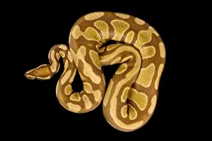 Constrictor Prints: The Ball python (Python regius) is one of the most popular pet snake species in the world