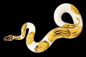 Constrictor Prints: The Ball python (Python regius) is one of the most popular pet snake species in the world