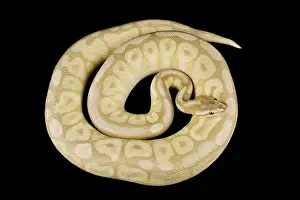 Constrictor Prints: The Ball python (Python regius) is one of the most popular pet snake species in the world