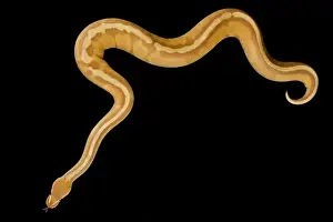 Constrictor Prints: The Ball python (Python regius) is one of the most popular pet snake species in the world
