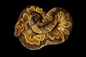 Constrictor Prints: The Ball python (Python regius) is one of the most popular pet snake species in the world