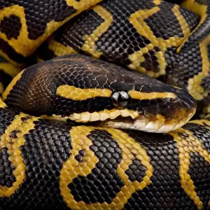 Constrictor Prints: The Ball python (Python regius) is the most popular pet snake in the world