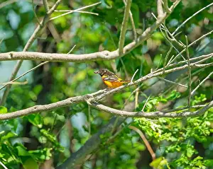Ethology Prints: Baltimore Oriole Feeding on Fruit in the Trempealeau National Wildlife Refuge in Wisconsin