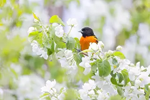 Forest Garden Prints: Baltimore Oriole perched on a flowering tree branch in spring in Ottawa, Canada