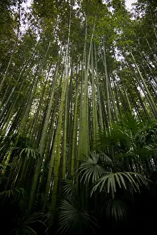 Verdure Prints: A bamboo and Chinese palm tree forest