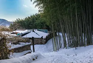 Cold Weather Prints: Bamboo forest and snowy rural village, winter landscape in South Korea