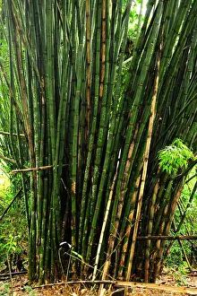 Central American Prints: Bamboos are evergreen perennial flowering plants with hollow stems