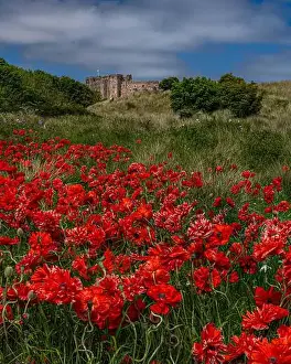 Poppy Prints: Bamburgh Castle and Poppies, Northumberland