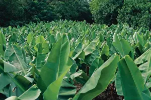 Banana Plantation, Bermuda