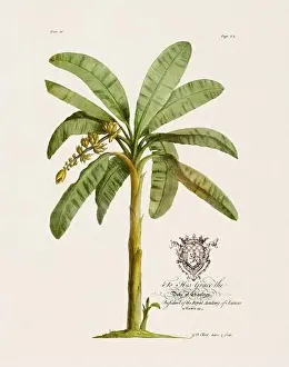 Plant Stem Prints: Banana Tree. Botanical illustration from the 18th century by Ehret