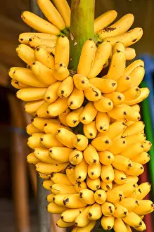 Banana Tree Prints: Banana tree with a bunch of ripe yellow bananas