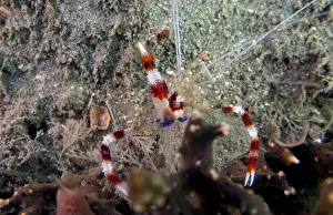 Raja Ampat Prints: A Banded Boxer Shrimp (Stenopus hispidus) in Florida, USA