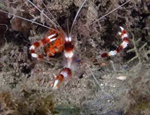 Raja Ampat Prints: A Banded Boxer Shrimp (Stenopus hispidus) in Florida, USA