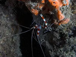 Raja Ampat Prints: A Banded Boxer Shrimp (Stenopus hispidus) in Florida, USA