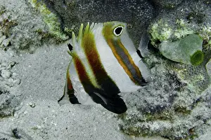 Outdoor Shots Prints: A Banded butterflyfish, two-eyed coradion (Coradion melanopus)