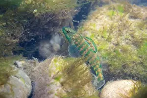 Darter Prints: Banded darter displaying at the bottom of a river