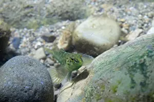 Darter Prints: Banded darter at the bottom of a river