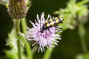Searching Prints: A Four banded Longhorn Beetle on Thistle head, UK
