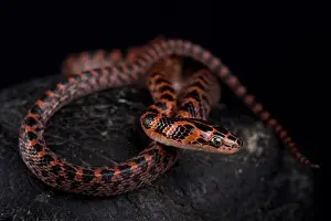 Elusive Prints: The Banded red snake (Lycodon rufozonatum ) is found across a large part of East Asia