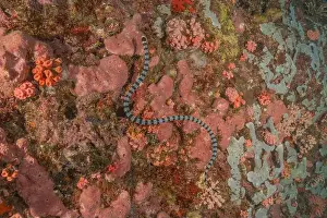 Poisonous Snake Prints: Banded Sea Krait Laticauda colubrina in the Sea of the Philippines