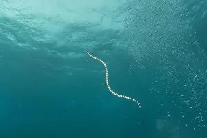 Poisonous Snake Prints: Banded Sea Krait Laticauda colubrina in the Sea of the Philippines