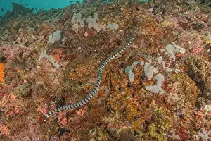 Poisonous Snake Prints: Banded Sea Krait Laticauda colubrina in the Sea of the Philippines