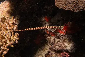 Poisonous Snake Prints: Banded Sea Krait Laticauda colubrina in the Sea of the Philippines
