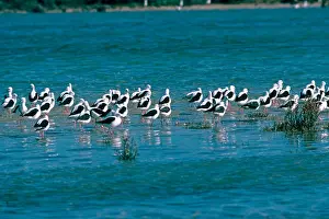 Shorebird Prints: banded stilt (Cladorhynchus leucocephalus)