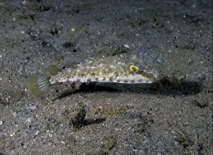 Puffer Prints: A Bandtail Puffer (Sphoeroides spengleri) in Florida, USA