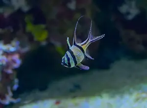 Perciformes Prints: Banggai Cardinalfish Pterapogon kauderni adult