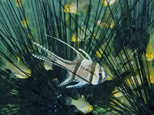 Bays Prints: A Banggai cardinalfish (Pterapogon kauderni) swimming between the spines of a sea urchin