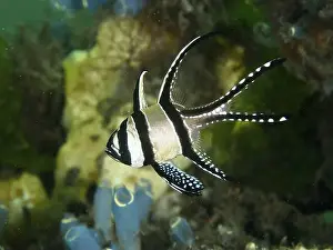 Sea Fish Prints: A Banggai cardinalfish (Pterapogon kauderni) swims near colourful corals and sea squirts