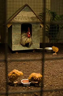 Nuggets Prints: Banksy installation of a hen in a coop and 3 chicken nuggets dipping into pots
