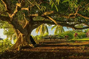 Fiji Prints: Banyan tree at sunset on the island of Taveuni in Fiji