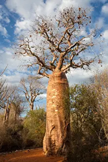 Madagascar Prints: Baobab tree, Adansonia madagascariensis, Ifaty region, southwest Madagascar