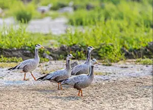 Headed Prints: Four Bar Headed Goose strolling in field