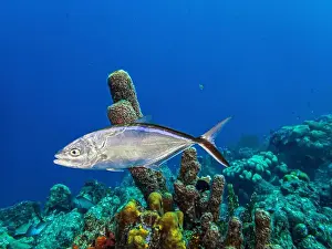 Sponges Prints: bar jack, Caranx ruber, also known as the carbonero