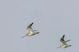 Bird Habitat Prints: The Bar-Tailed Godwit feeds on worms and crustaceans