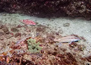 Fujairah Prints: Barabula fishes search for food in the sand on a coral reef at the bottom of the Gulf of Oman in Fujairah