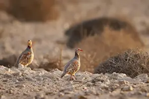 Lanzarote Prints: Barbary Partridge - Alectoris barbara is gamebird in pheasant family Phasianidae of Galliformes
