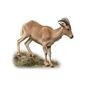 Desert Wildlife Prints: A Barbary Sheep balancing gracefully on rocky ground